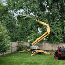 Best Hazardous Tree Removal  in Jefferson, NC