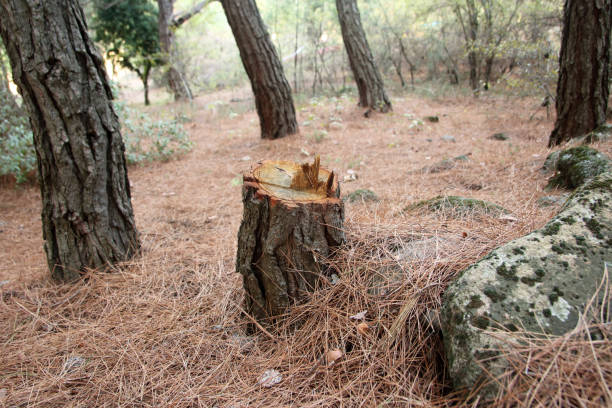 Best Root Management and Removal  in Jefferson, NC