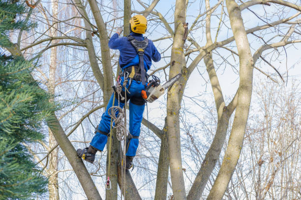 Best Stump Grinding and Removal  in Jefferson, NC