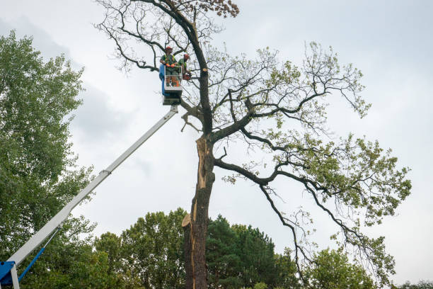 Reliable Jefferson, NC Tree Removal Services Solutions