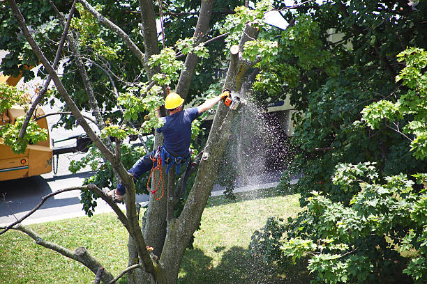 Best Leaf Removal  in Jefferson, NC